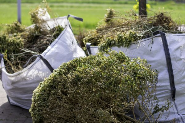 Bushes Clearing in Abilene